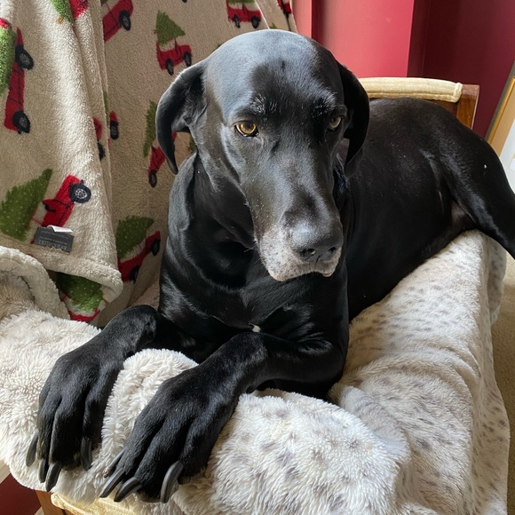 Meet your Posher, Cheryl - Picture 2 of 2